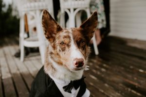 dog ring bearer