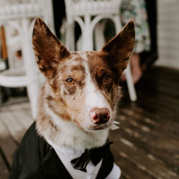 dog ring bearer